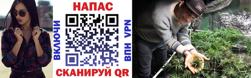 Канабис семена  Горняк 